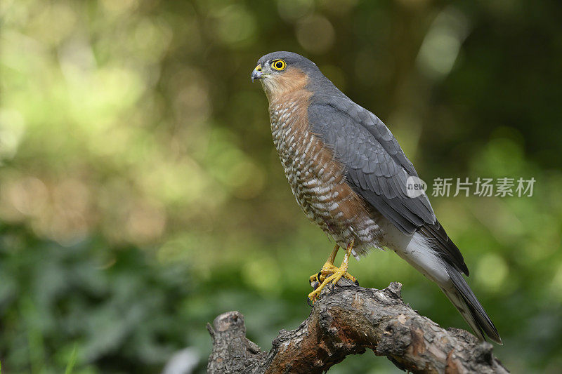 雄性欧亚雀鹰(Accipiter nisus)